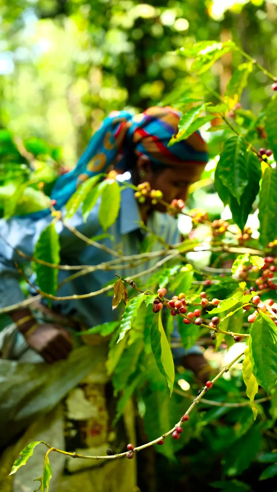 Single estate coffee beans from India